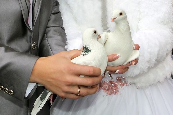 puštanje golubova iznajmljivanje belih golubova golubovi mza svadbe venčanja posebne prilike iznajmljivanje golubova niš