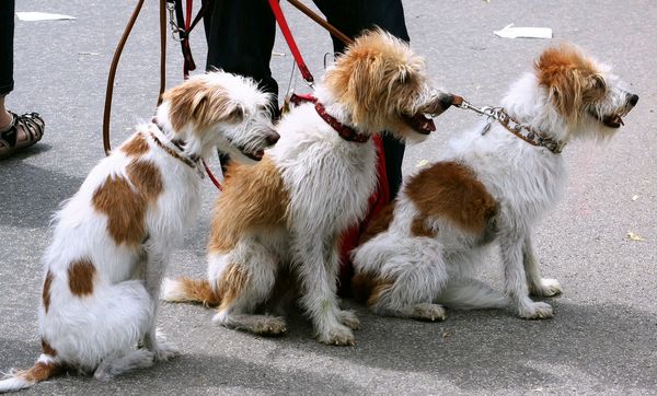 setanje pasa setac pasa šetanje kućnog ljubimca šetac za Vašeg psa